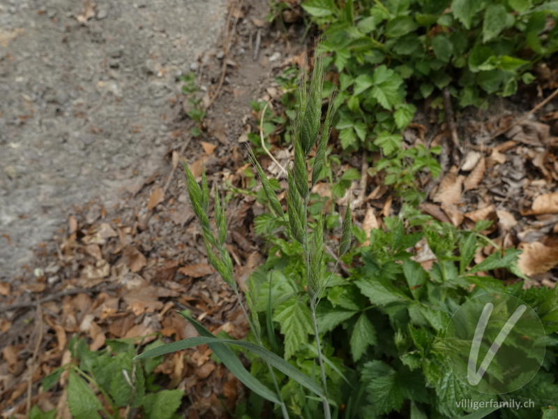 Gersten-Trespe: Übersicht